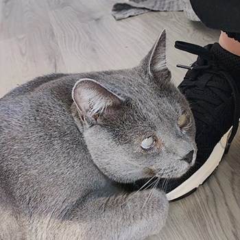 thumbnail petsitter București sau bonă pentru animale pentru câini pisici