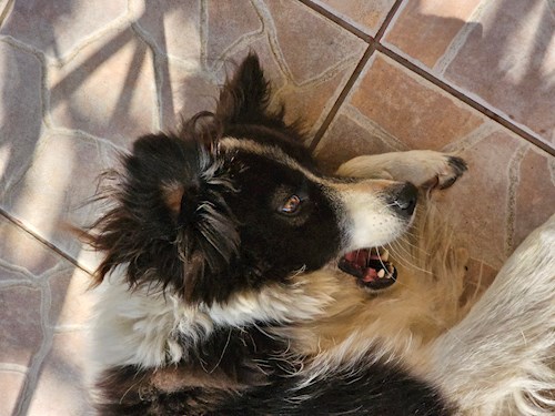 Miruna- petsitter București sau Bonă pentru animale pentru câini pisici