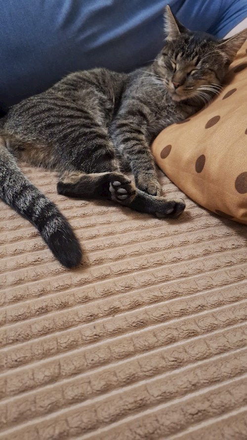 Miruna- petsitter București sau Bonă pentru animale pentru câini pisici