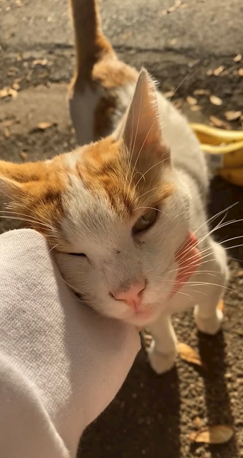 Nichita- petsitter Oradea or Pet nanny for dogs cats