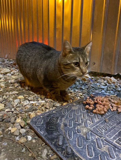 Nichita- petsitter Oradea or Pet nanny for dogs cats