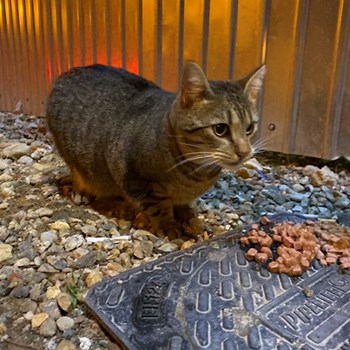 thumbnail petsitter Oradea or pet nanny for dogs cats