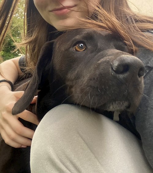 Nichita- petsitter Oradea or Pet nanny for dogs cats