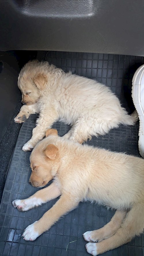 Nichita- petsitter Oradea or Pet nanny for dogs cats