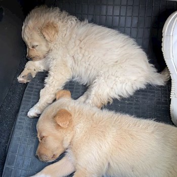 thumbnail petsitter Oradea or pet nanny for dogs cats