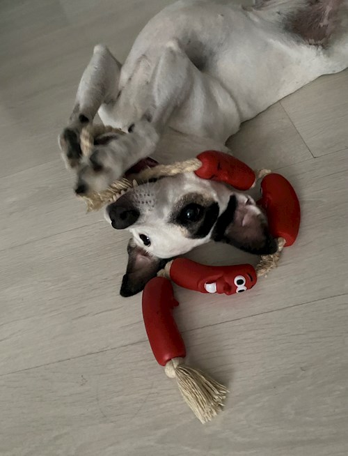 Nichita- petsitter Oradea or Pet nanny for dogs cats