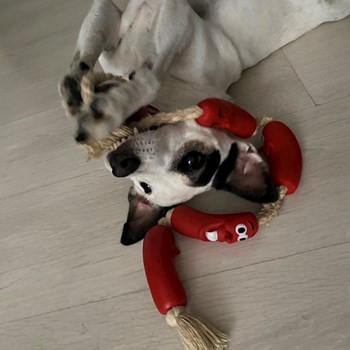 thumbnail petsitter Oradea or pet nanny for dogs cats