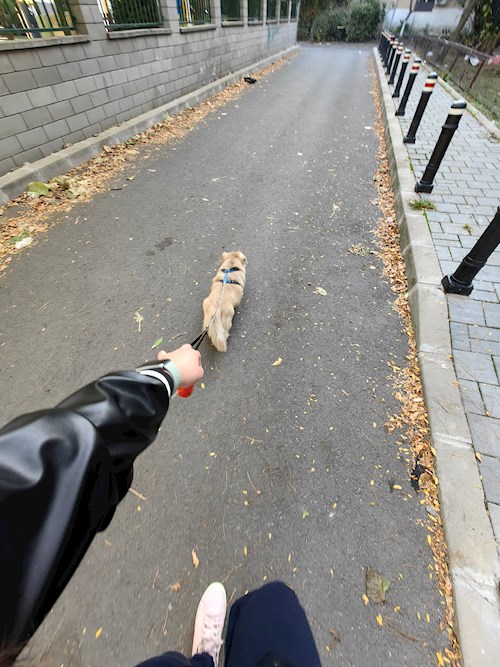 Igă- petsitter București sau Bonă pentru animale pentru câini pisici