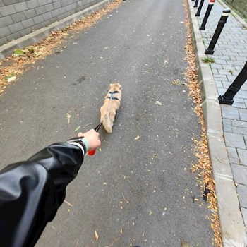 thumbnail petsitter București sau bonă pentru animale pentru câini pisici