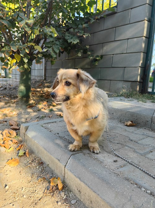 Igă- petsitter București sau Bonă pentru animale pentru câini pisici