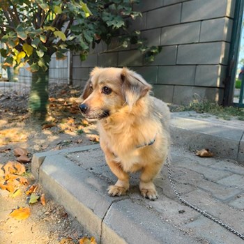 thumbnail petsitter București sau bonă pentru animale pentru câini pisici