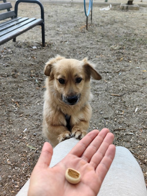 Igă- petsitter București sau Bonă pentru animale pentru câini pisici