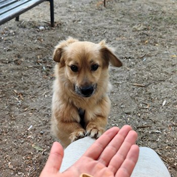 thumbnail petsitter București sau bonă pentru animale pentru câini pisici