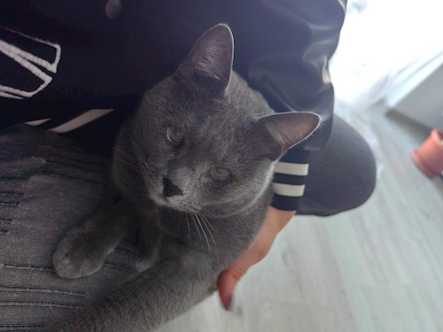 Igă- petsitter București sau Bonă pentru animale pentru câini pisici