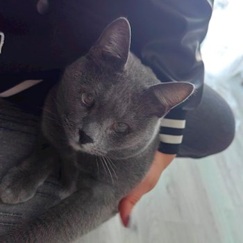 thumbnail petsitter București sau bonă pentru animale pentru câini pisici