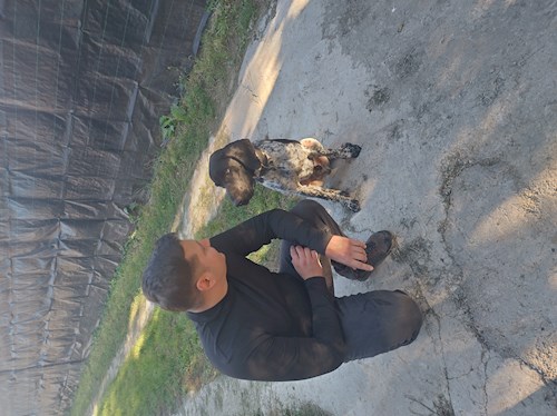 Razvan- petsitter Cernica sau Bonă pentru animale pentru