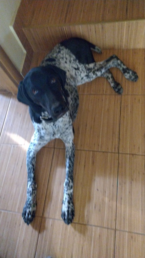 Razvan- petsitter Cernica sau Bonă pentru animale pentru