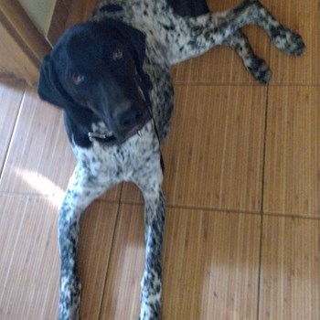 thumbnail petsitter Cernica sau bonă pentru animale pentru