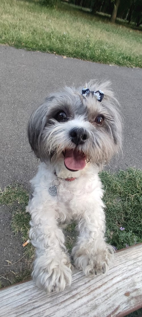 Oana- petsitter București or Pet nanny for