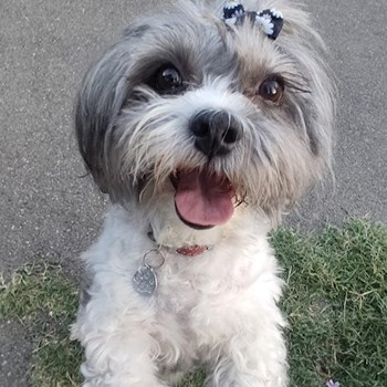 thumbnail petsitter București or pet nanny for