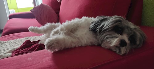 Oana- petsitter București or Pet nanny for