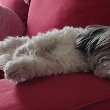 thumbnail petsitter București or pet nanny for