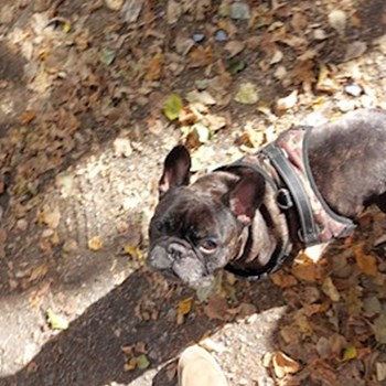 thumbnail petsitter București or pet nanny for dogs cats