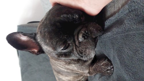 Remus- petsitter București or Pet nanny for dogs cats