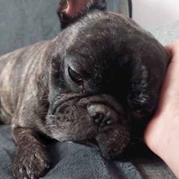 thumbnail petsitter București or pet nanny for dogs cats