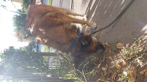 Remus- petsitter București or Pet nanny for dogs cats