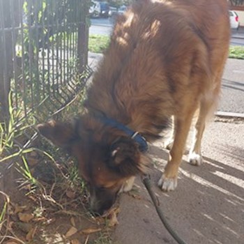 thumbnail petsitter București or pet nanny for dogs cats