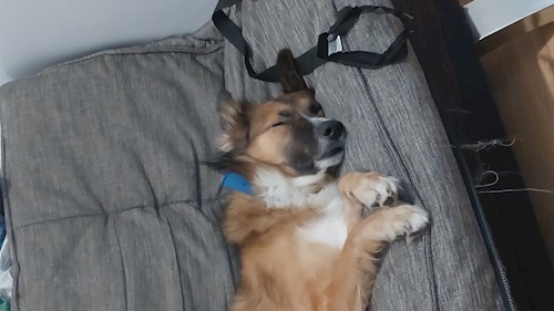 Remus- petsitter București or Pet nanny for dogs cats