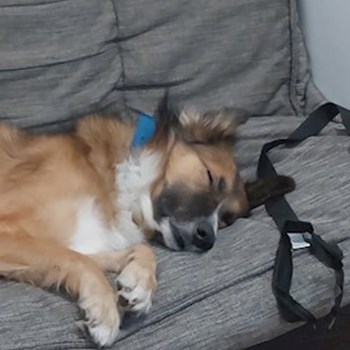 thumbnail petsitter București or pet nanny for dogs cats