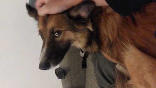 Remus- petsitter București or Pet nanny for dogs cats