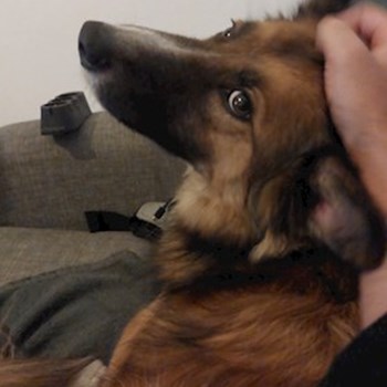 thumbnail petsitter București or pet nanny for dogs cats