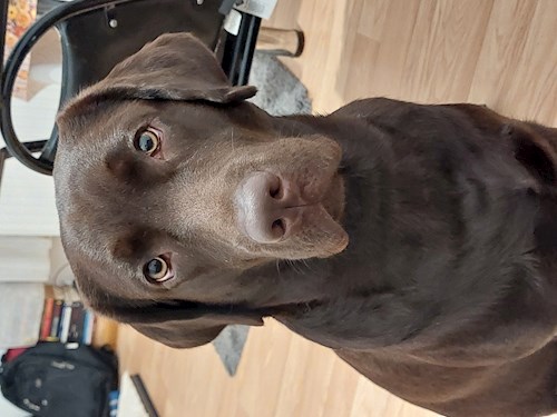 Remus- petsitter București or Pet nanny for dogs cats