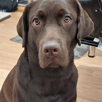 thumbnail petsitter București or pet nanny for dogs cats