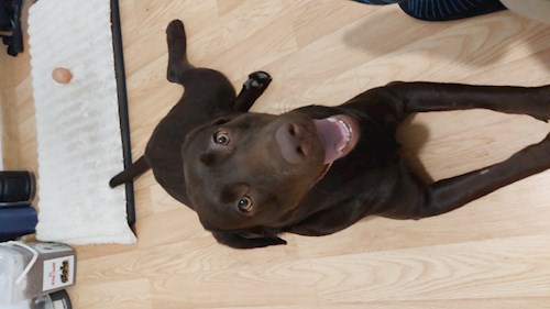 Remus- petsitter București or Pet nanny for dogs cats