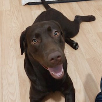 thumbnail petsitter București or pet nanny for dogs cats