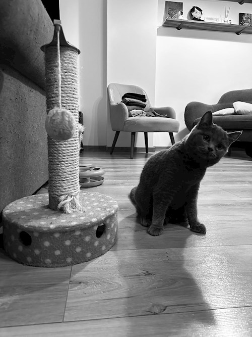 Corina- petsitter București sau Bonă pentru animale pentru câini pisici