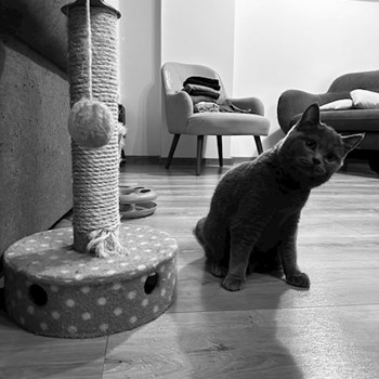 thumbnail petsitter București sau bonă pentru animale pentru câini pisici