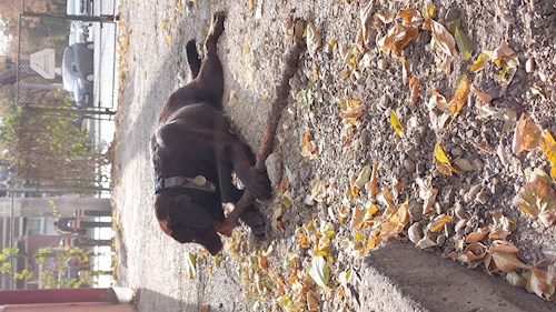 Remus- petsitter București or Pet nanny for dogs cats