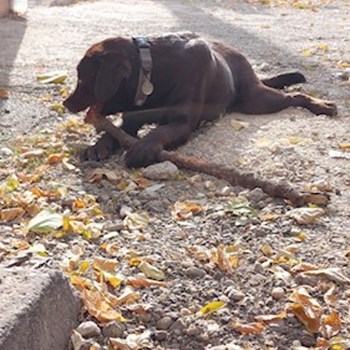 thumbnail petsitter București or pet nanny for dogs cats