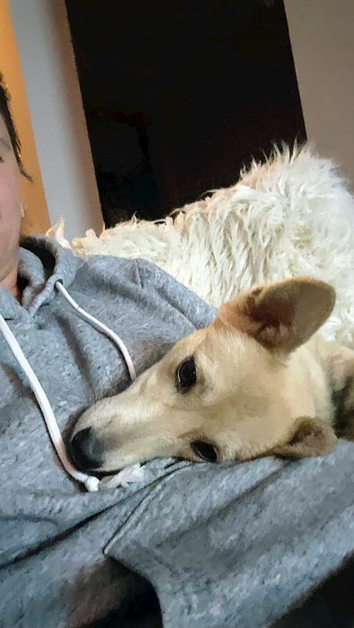 Maria- petsitter Dezmir or Pet nanny for dogs cats