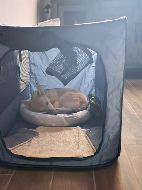 Maria- petsitter Dezmir or Pet nanny for dogs cats