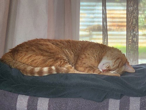 Maria- petsitter Dezmir or Pet nanny for dogs cats