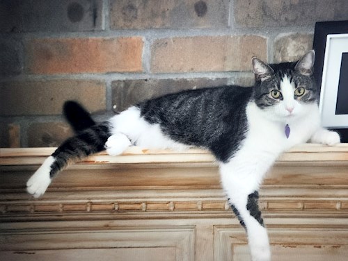 Maria- petsitter Dezmir or Pet nanny for dogs cats