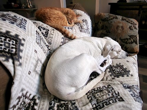 Maria- petsitter Dezmir or Pet nanny for dogs cats