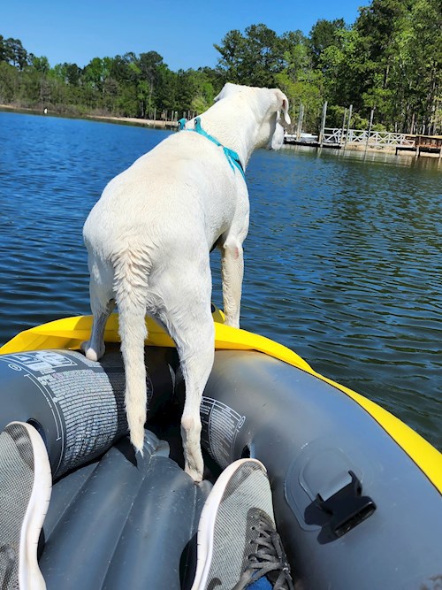 Maria- petsitter Dezmir or Pet nanny for dogs cats