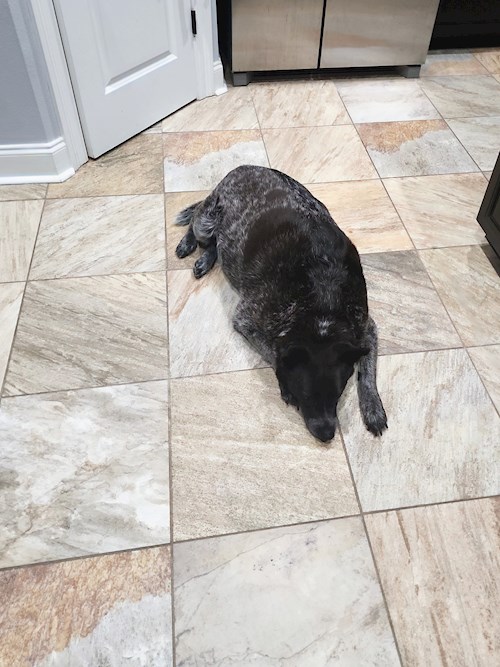 Maria- petsitter Dezmir or Pet nanny for dogs cats